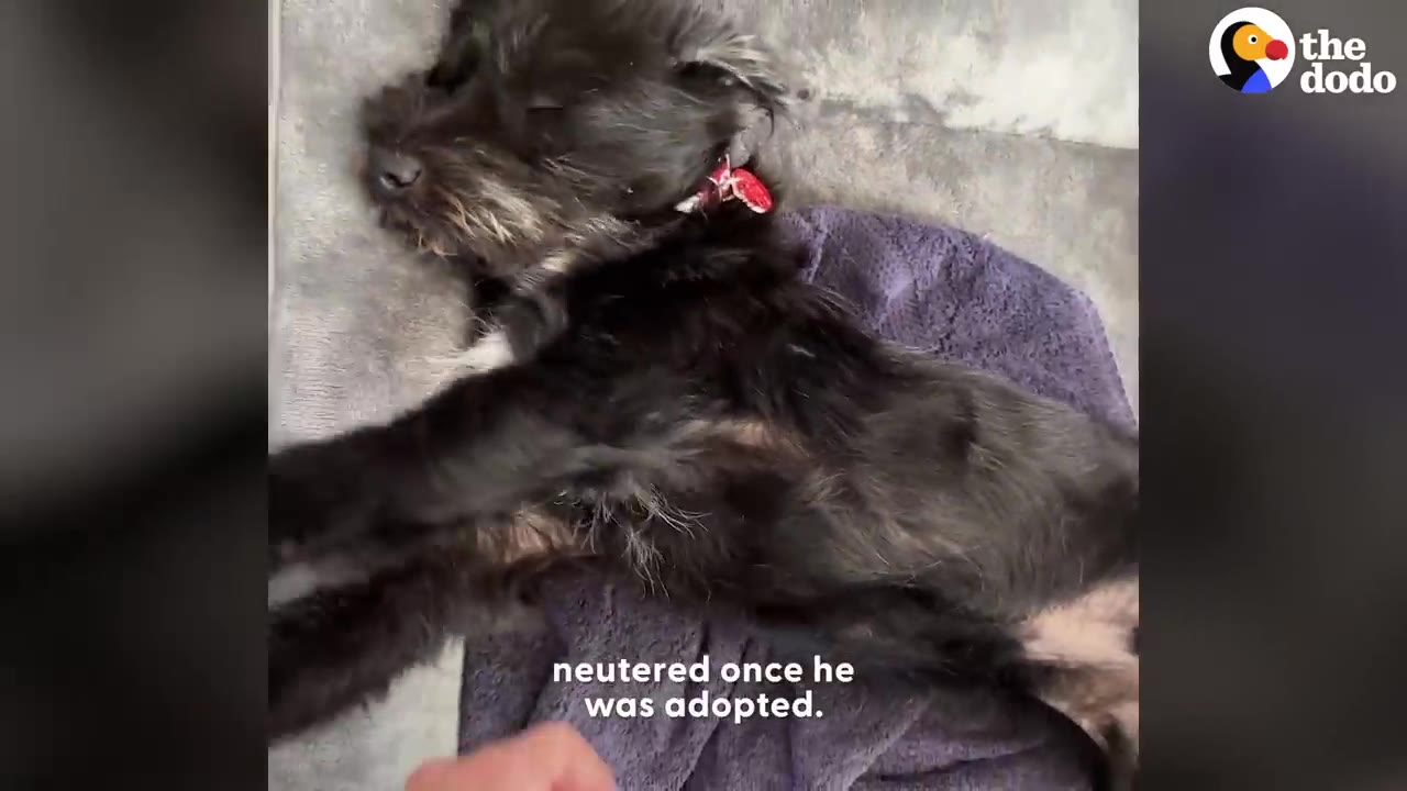 A small, scruffy black dog sleeping peacefully on its back on a purple blanket.