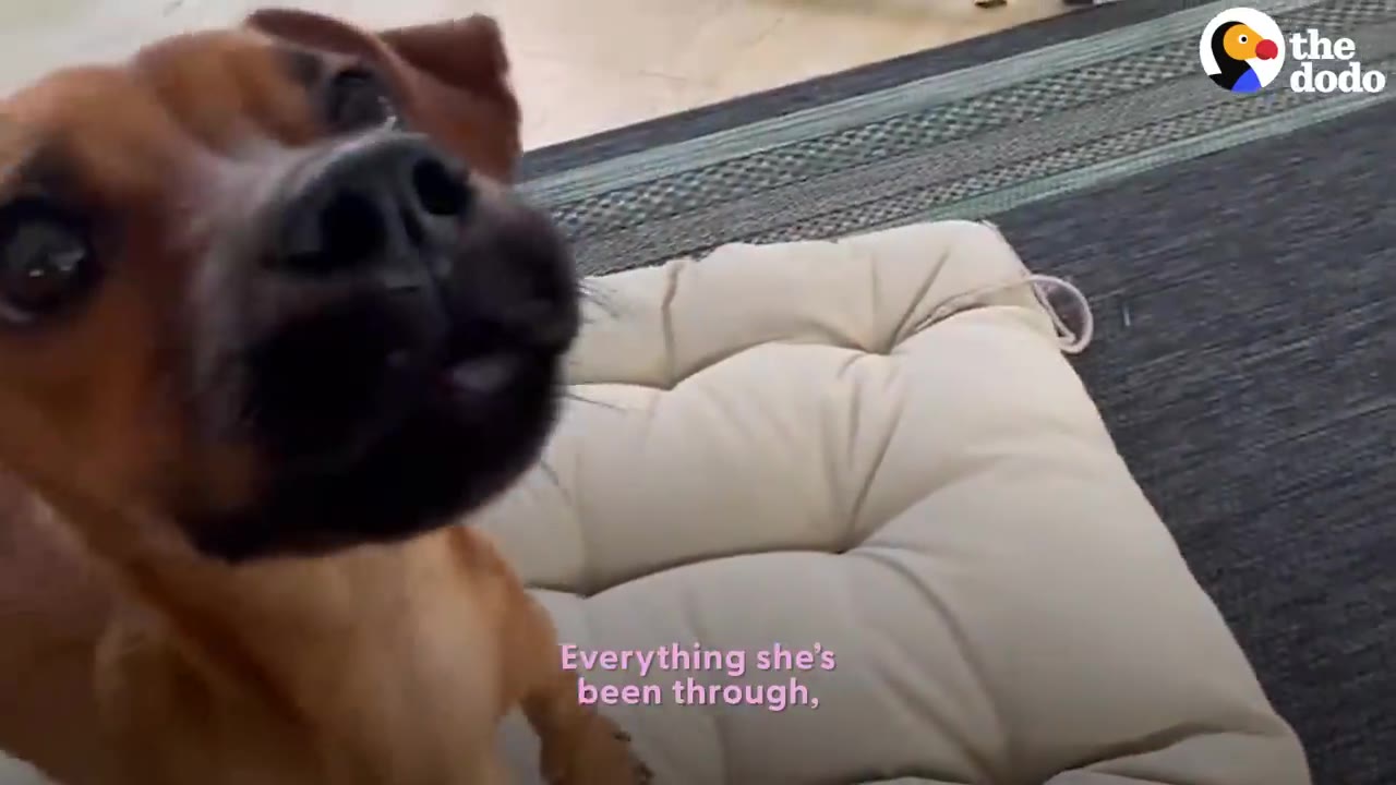 A close-up view of a small brown dog looking directly up towards the camera next to a cream-colored cushion.