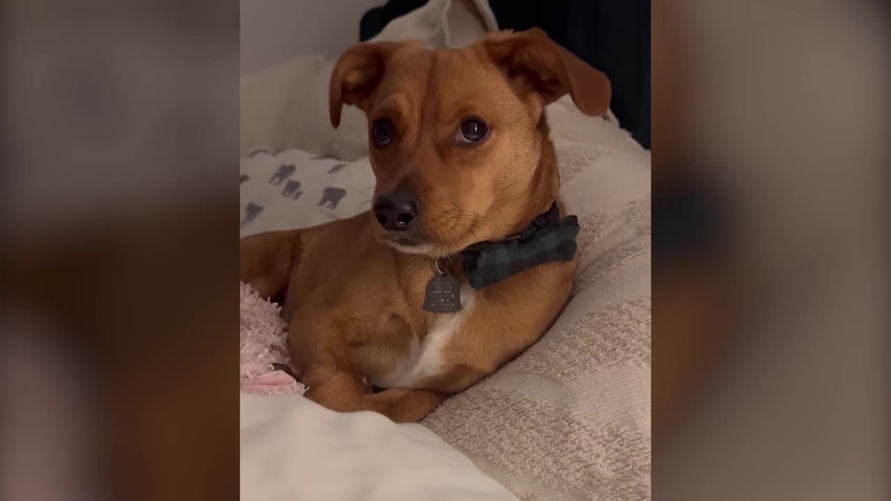 A small brown dog wearing a bow tie collar lying on a bed looking curiously ahead.
