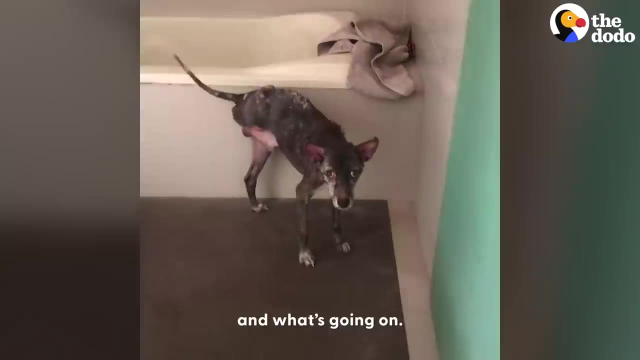 A wet, thin dog stands in a bathroom near a bathtub, looking nervous after a bath.