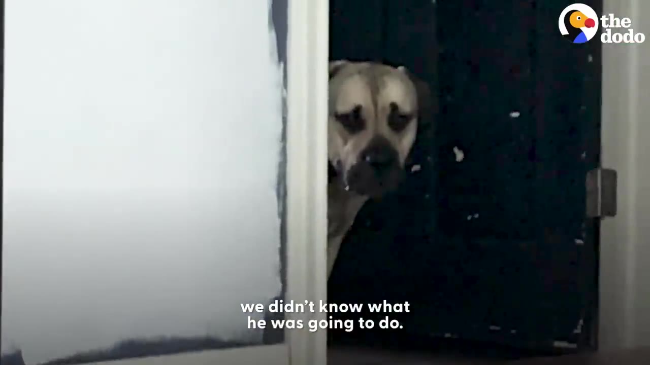 A large dog peeks cautiously around an interior doorway into a house.