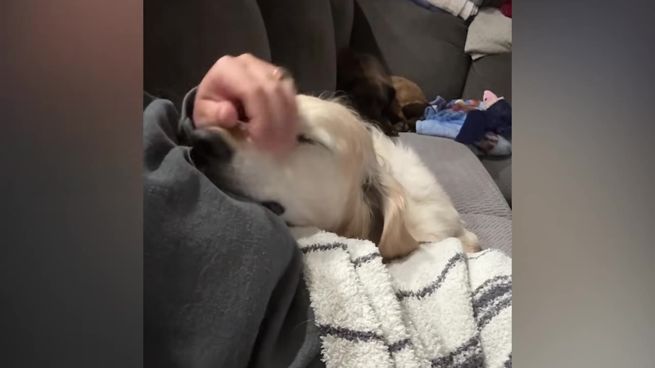 A golden retriever rests its head against a person's hand while lying on a couch.