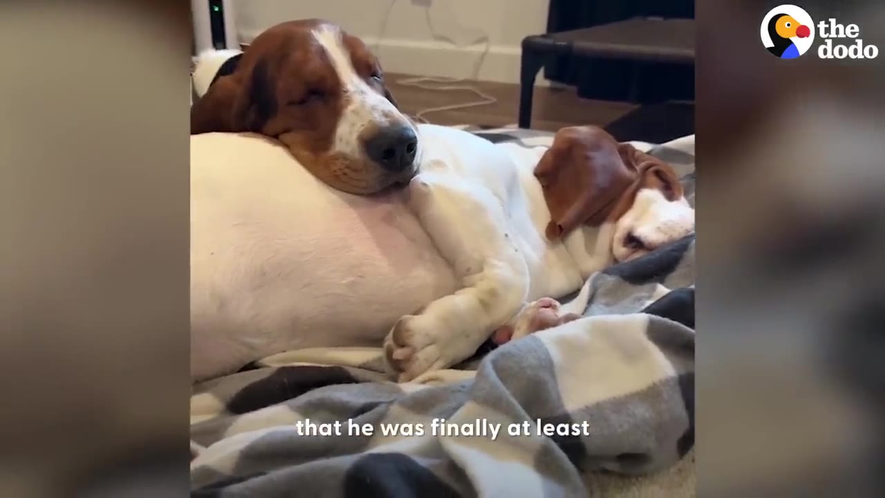 Two Basset Hounds sleeping and cuddling together on a blanket.