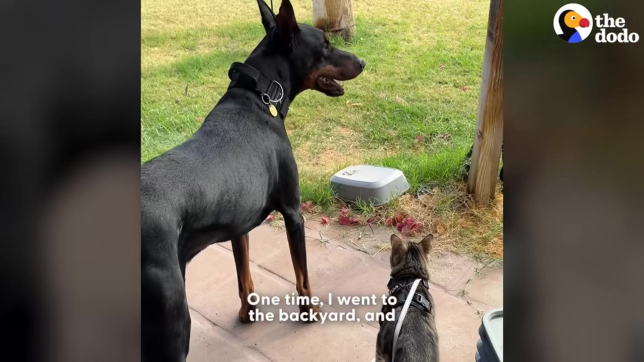 A black Doberman and a small tabby cat wearing a harness stand side-by-side on a patio, looking out at a grassy yard.