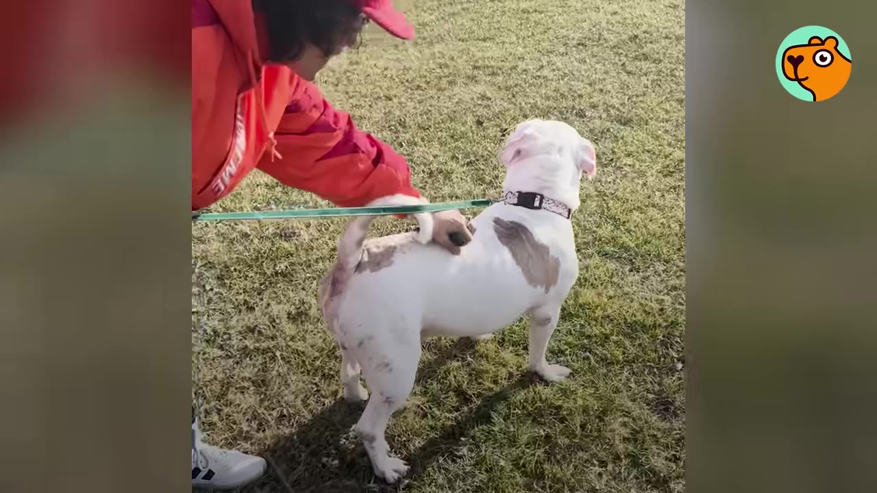 A person in a red jacket standing outside on grass while petting a white dog on a leash.