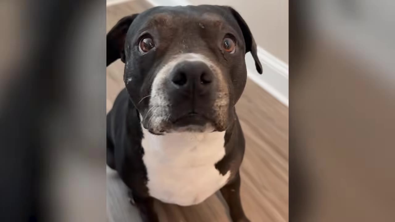 A black and white dog sitting on a wooden floor, looking directly up toward the camera with wide, gentle eyes.