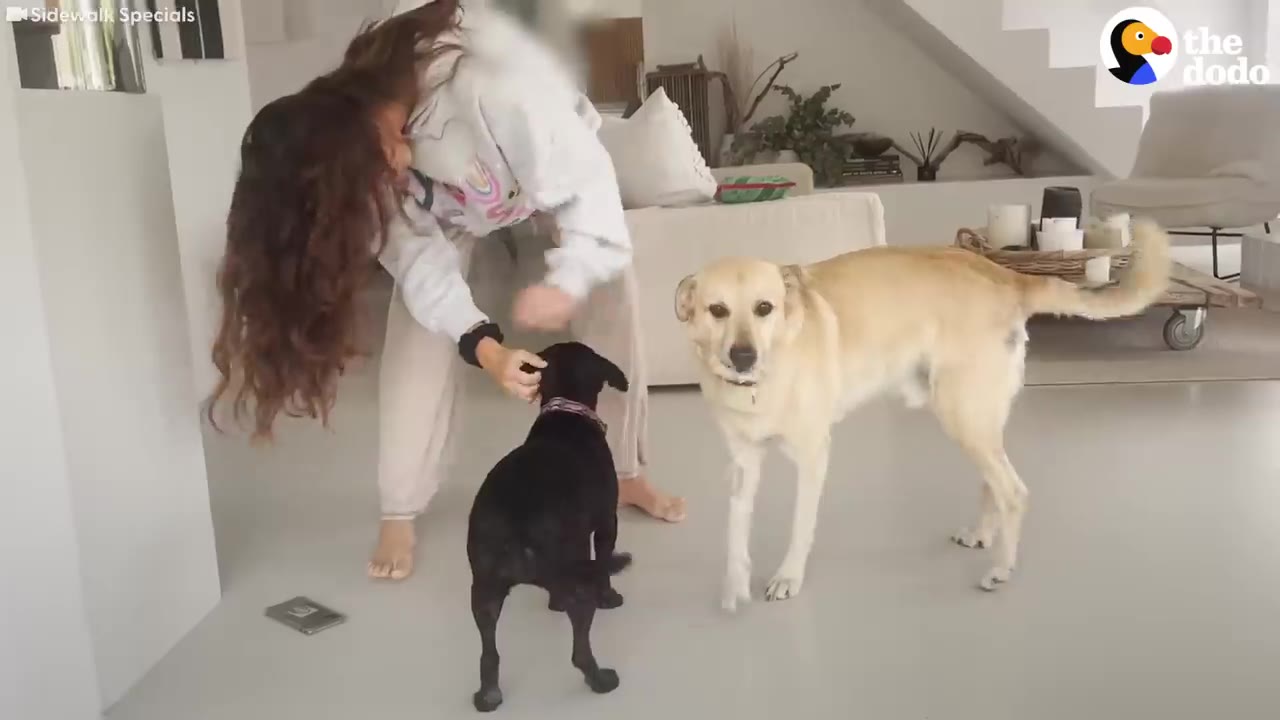 A woman with long curly hair bends down to pet a small black dog indoors while a light-colored dog stands next to them.