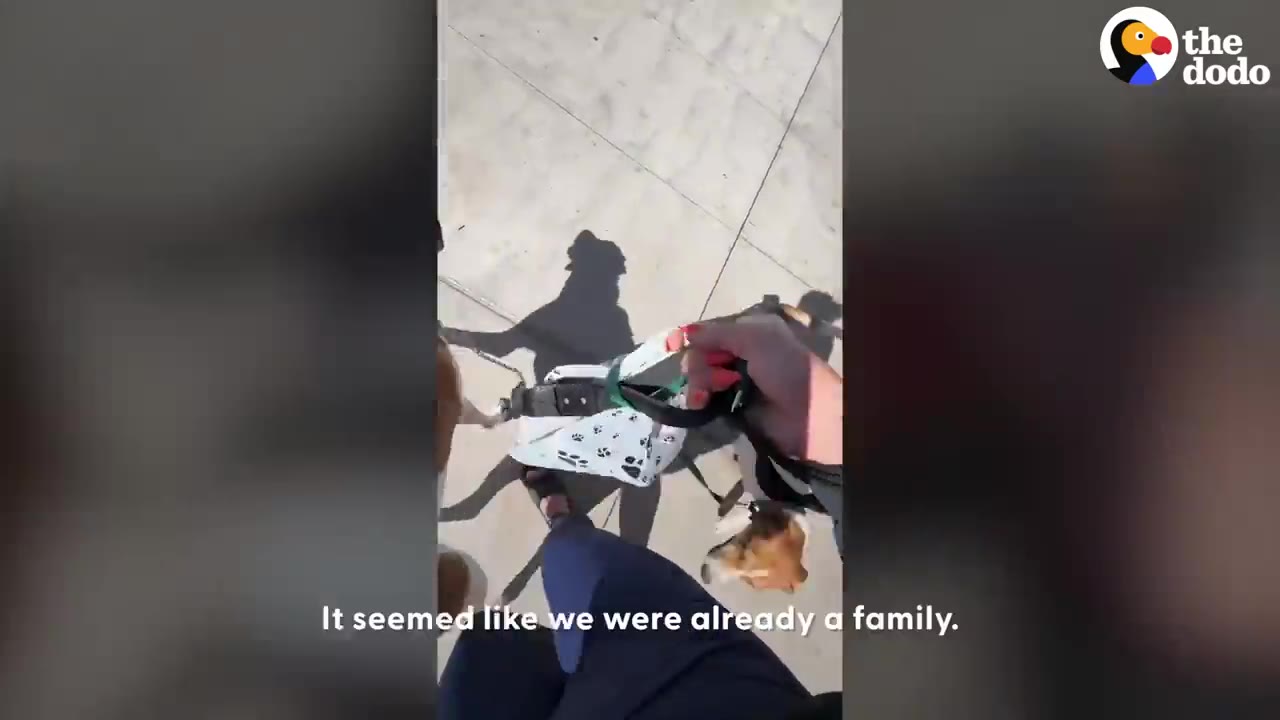 A first-person view looking down while walking two leashed dogs on a paved walkway.
