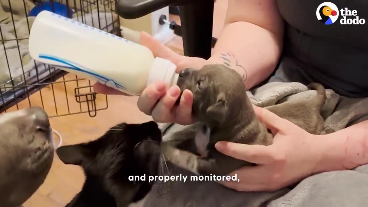 A person holding a small puppy in their lap and feeding it with a milk bottle while a black cat watches.