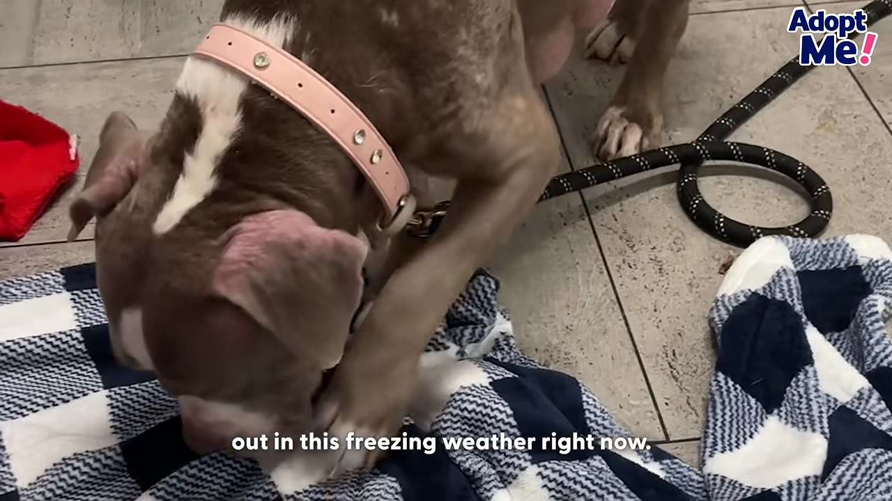 A brown and white dog wearing a pink collar looks down at a blue and white checkered blanket on a tiled floor.