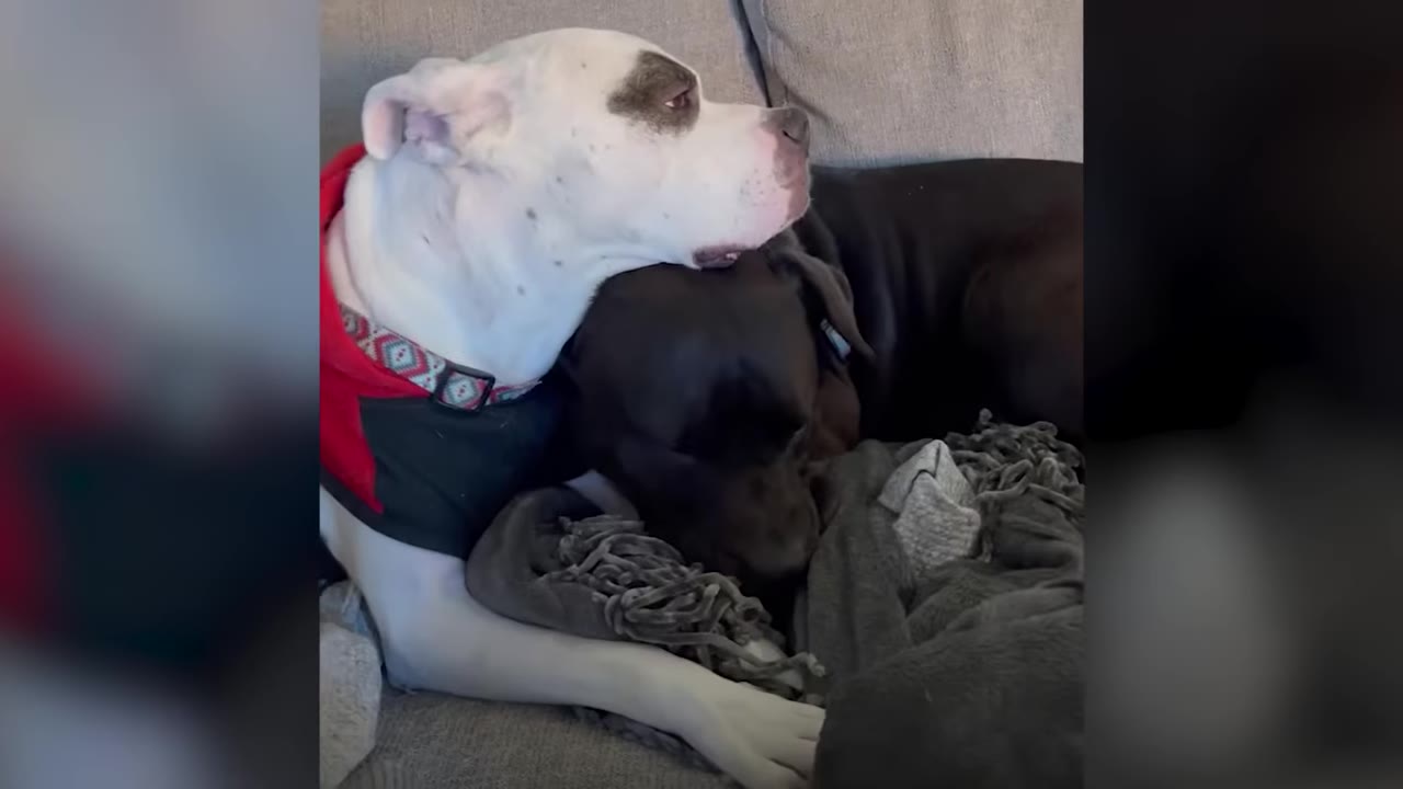 A white dog with a dark eye patch resting its head on top of a black dog lying on a couch.