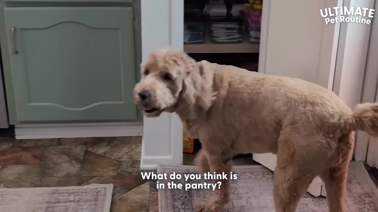 A light brown dog stands inside a kitchen near a green cabinet and an open pantry door.