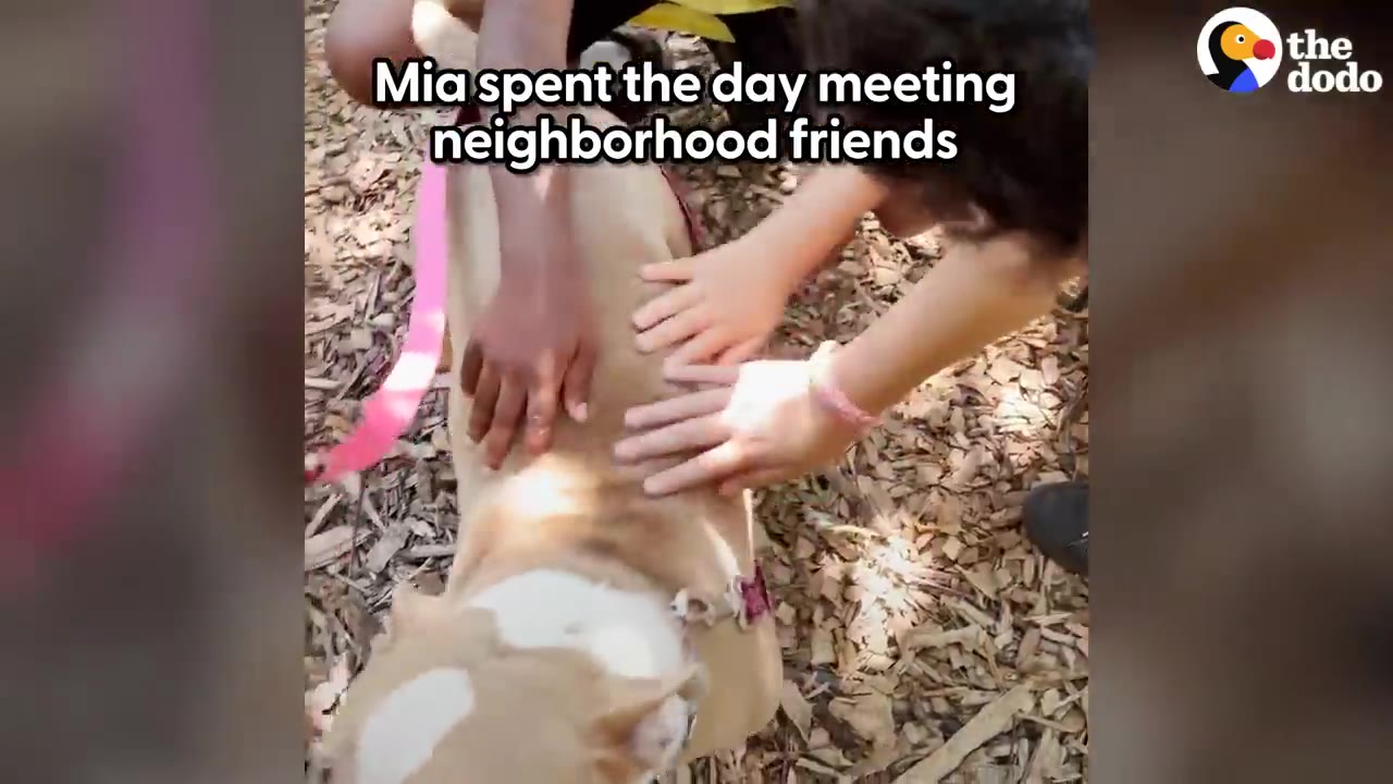 A tan and white dog lying on woodchips outdoors while multiple hands pet its back.
