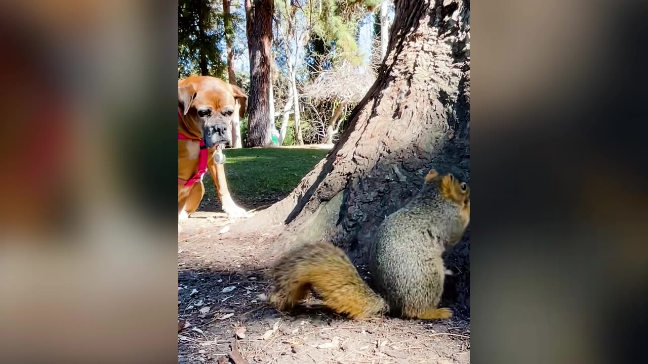 A Boxer dog wearing a pink harness sitting completely still under a tree while watching a squirrel upright by the base of the tree trunk.