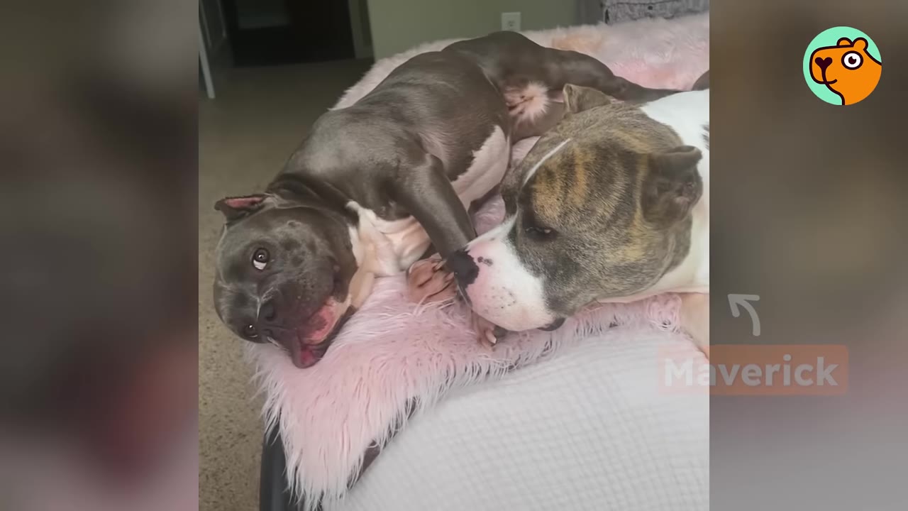 A gray and white dog named Maverick lies on a pink fluffy blanket alongside a darker gray pit bull.
