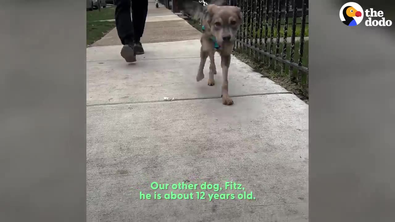 A light brown senior dog walking on a sidewalk on a leash next to a person's legs.