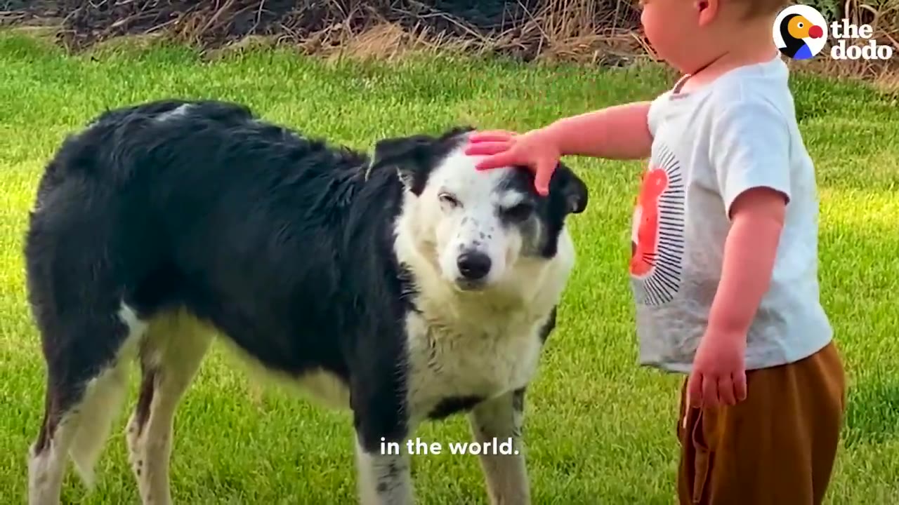 A young child standing on green grass gently placing a hand on top of a black and white dog's head.
