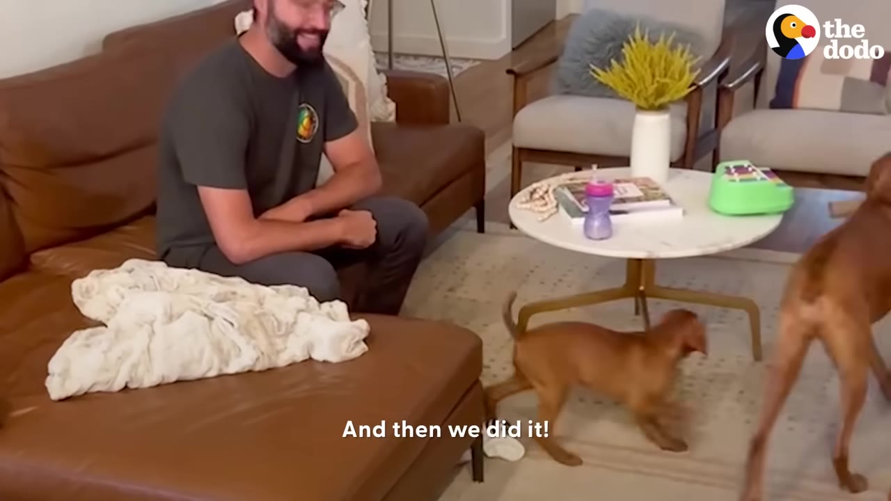 A man sitting on a couch watching a small brown puppy explore the living room near an adult dog.