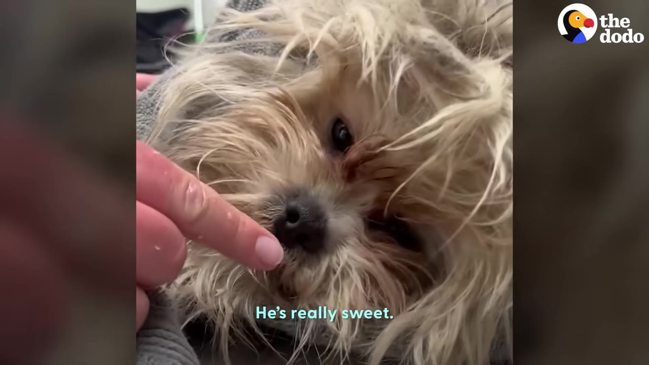A close-up of a small, heavily matted dog looking up calmly as a person's finger gently touches his nose.
