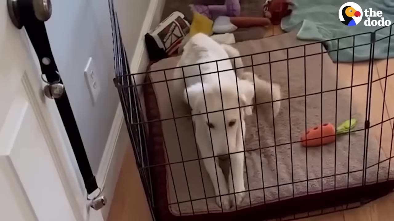 A white dog lying inside a wire playpen on a dog bed looking forward.