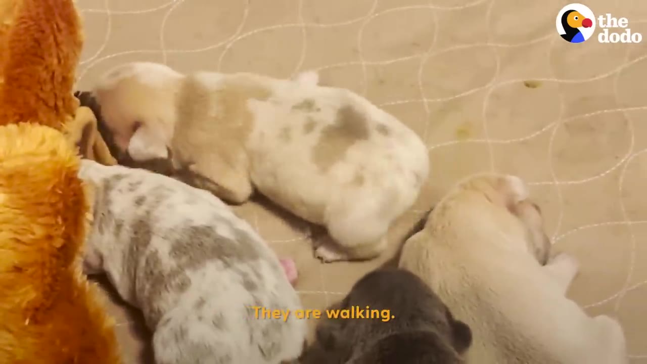 Several small merle and tan puppies resting and moving around together on a patterned blanket.