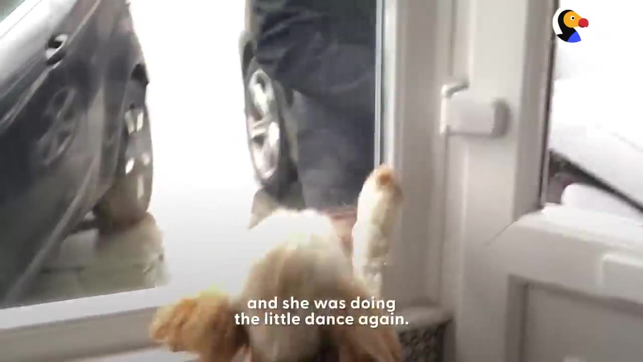 A small fluffy dog jumping up excitedly near an open door to greet a person arriving.