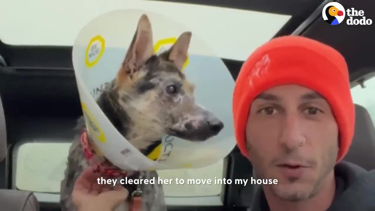 A man wearing an orange beanie sits in a car next to a dog wearing a plastic recovery cone.