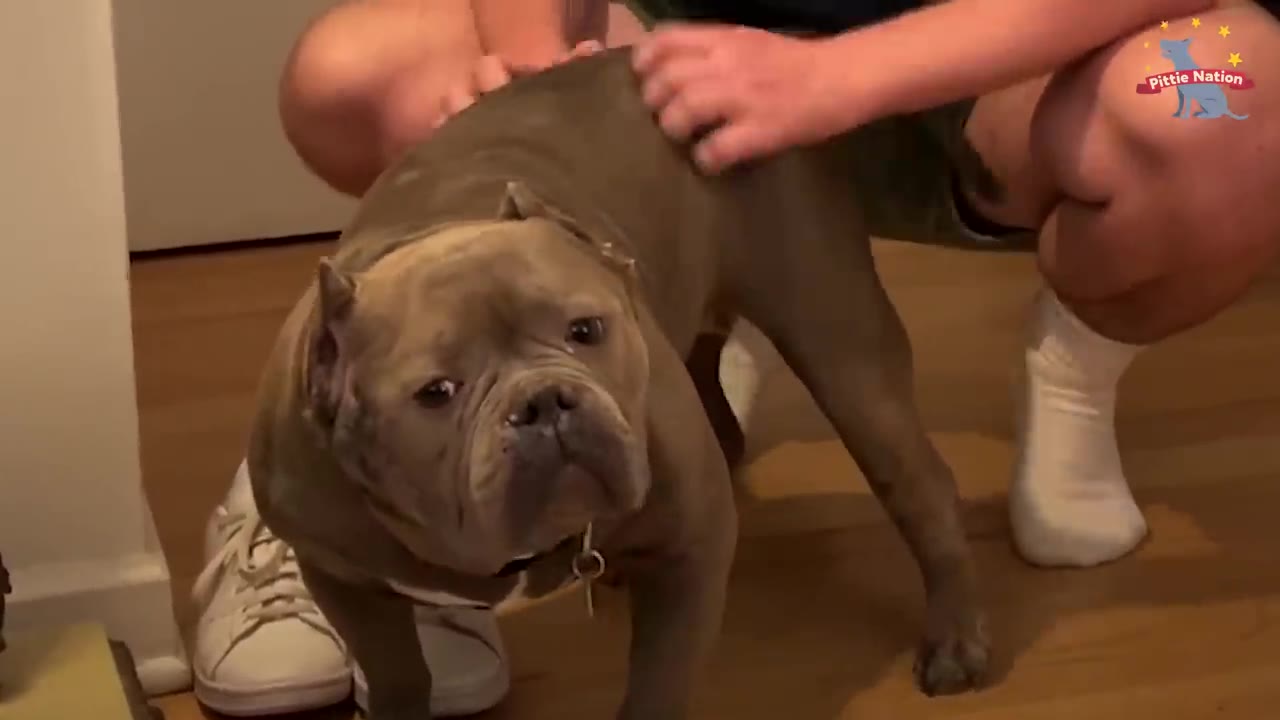 A gray pit bull standing indoors looking calmly at the camera while being gently petted by a person.
