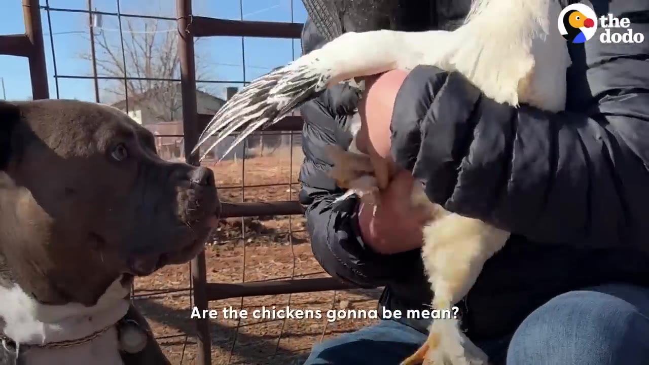 A brown dog looking attentively at a white chicken being held by a person outdoors near a metal fence.
