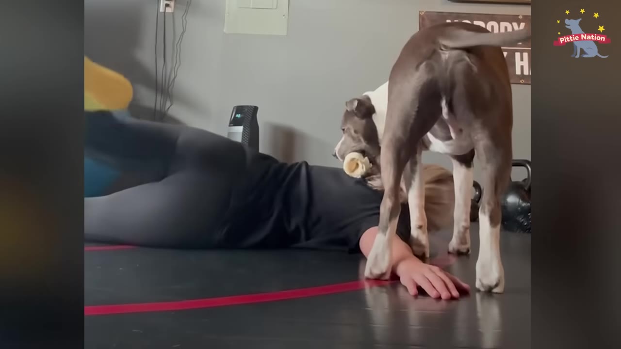 A gray and white pit bull holding a bone stands directly over a woman lying on a black gym mat.