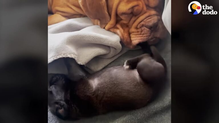 California Dog Suffered A Heartbreaking Loss, But One Surviving Puppy Helped Her Find Joy Again