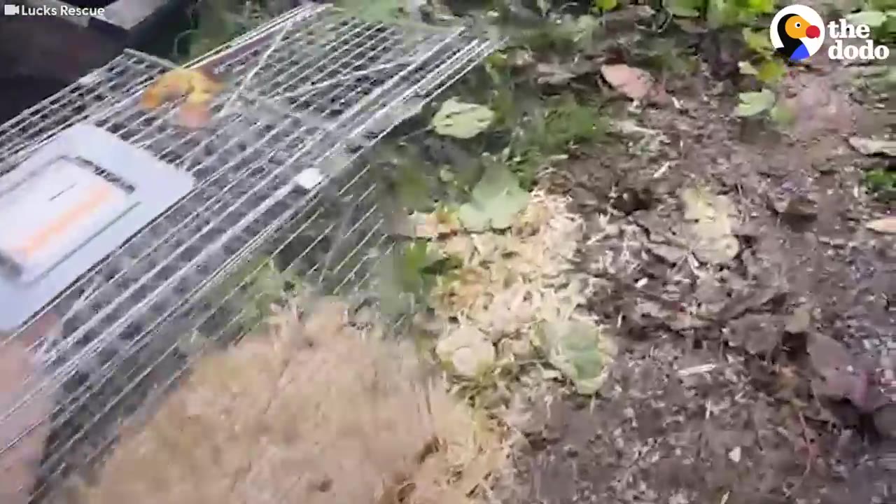 A wire cage trap is placed on the ground in a grassy, muddy area.