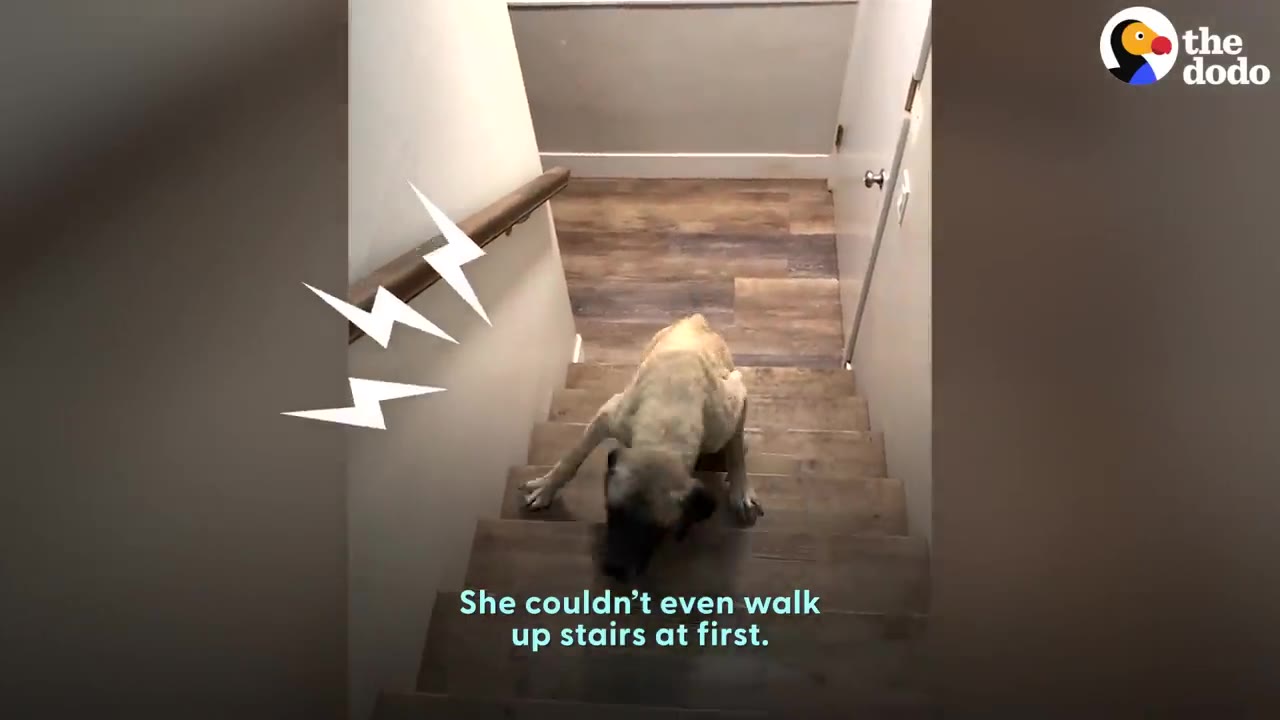 A thin dog sitting awkwardly on wooden indoor stairs while trying to walk up.