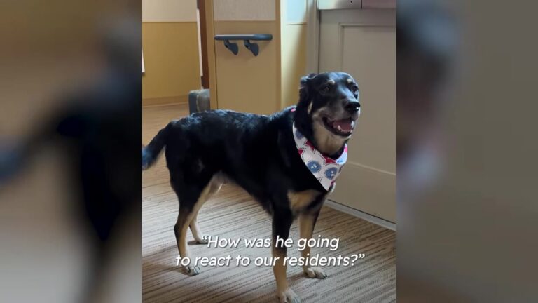Michigan Dog Kept Escaping His Shelter To Sneak Into A Nursing Home, Leaving Staff Wondering Why