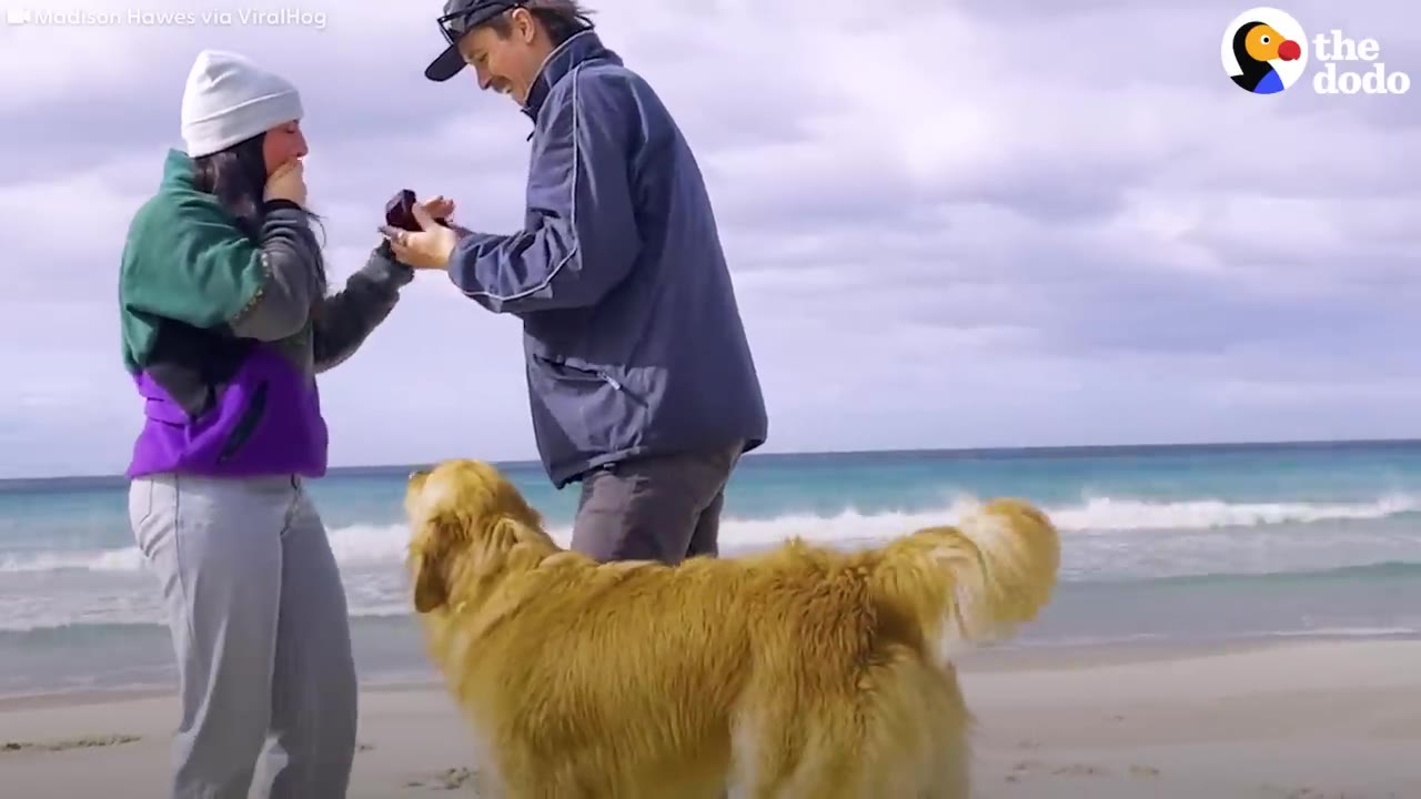 A man presenting a ring box to a woman who covers her mouth in surprise on a beach, with a golden retriever standing in the foreground.