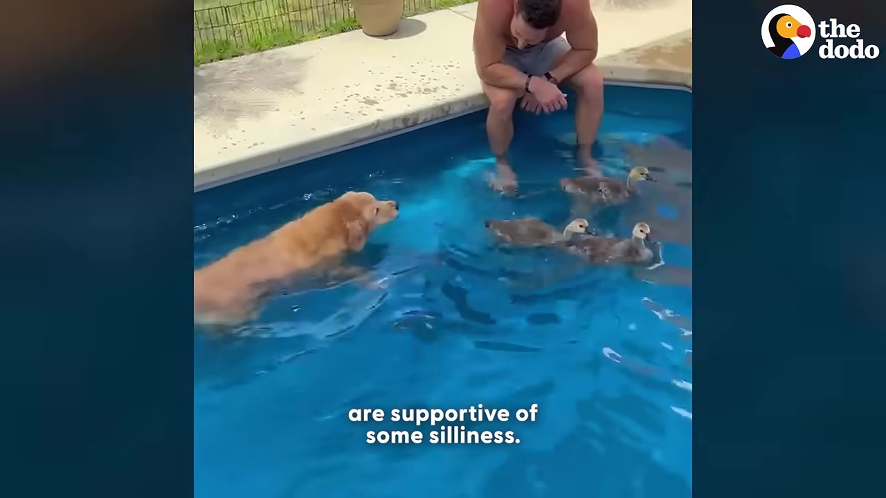 A golden retriever swims in a blue backyard pool alongside three young goslings, while a man sits on the pool's edge watching them.