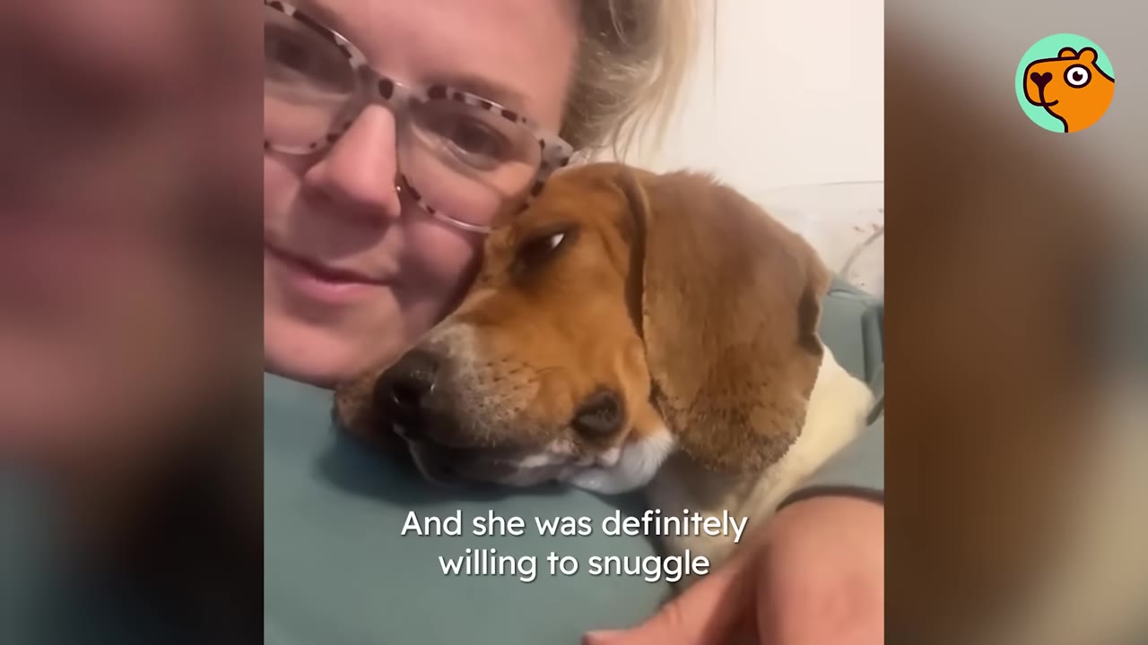 A woman wearing glasses cuddles with a beagle dog resting its head against her chest.