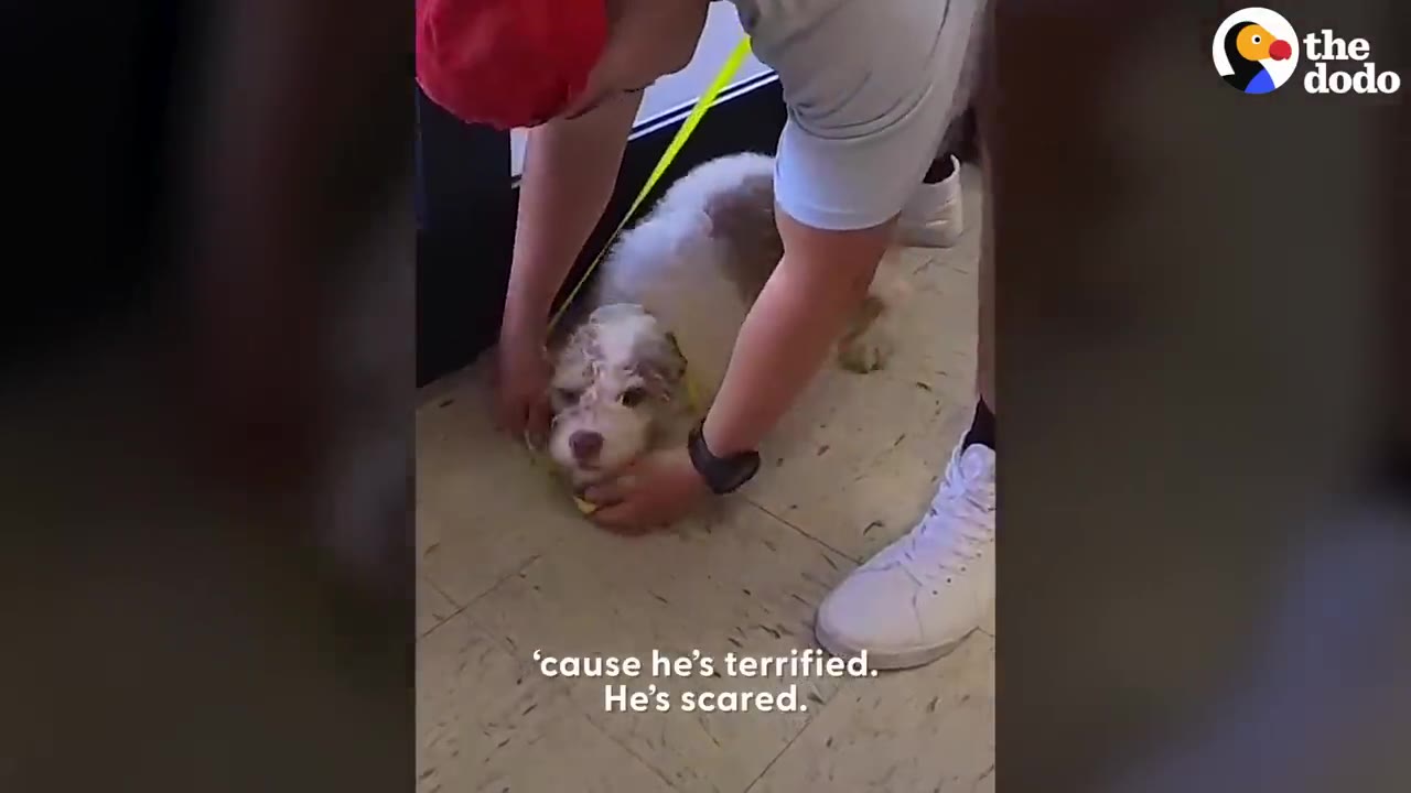 A volunteer leaning down to gently comfort a scared dog lying on the indoor floor.