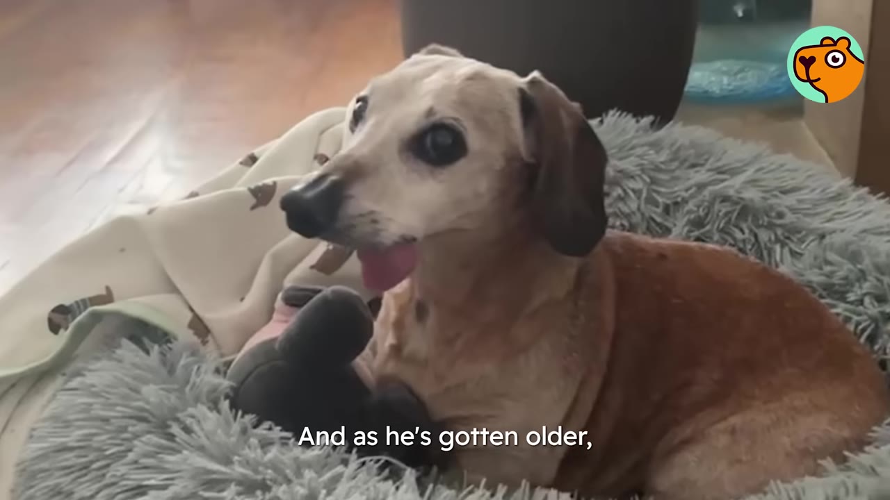 A small senior dachshund sitting in a fluffy gray bed with his tongue sticking out.