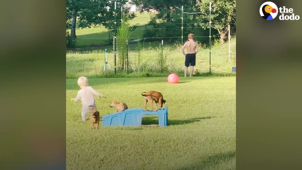 A young child and puppies playing on a grassy lawn next to a small blue slide structure.