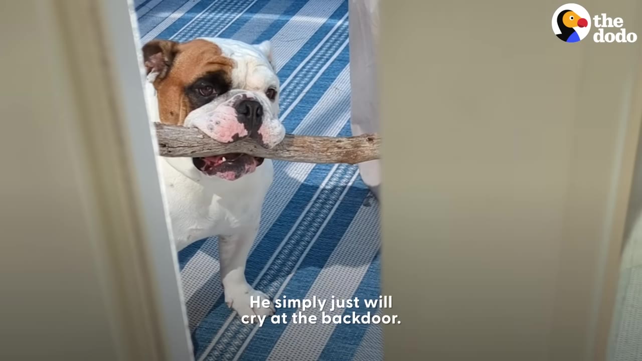 A brown and white bulldog holding a large wooden stick in its mouth while standing outside a glass door.