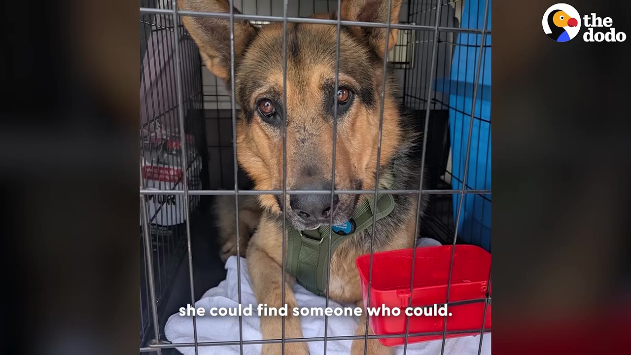 A German Shepherd dog with sad eyes looks out from inside a metal wire crate, wearing a green harness.