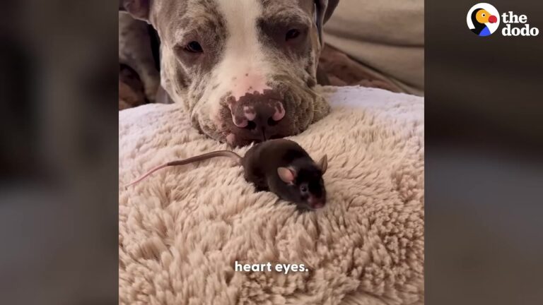 California Dog And Tiny Rescue Mouse Look Like An Impossible Pair Until You See How He Acts Around Her
