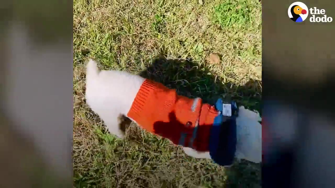 A small white dog wearing a bright orange sweater walking on grass outdoors.