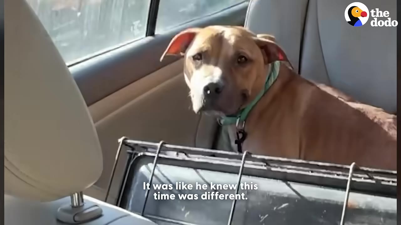 A tan dog with a green collar sits in the back seat of a car, looking forward with a calm expression.