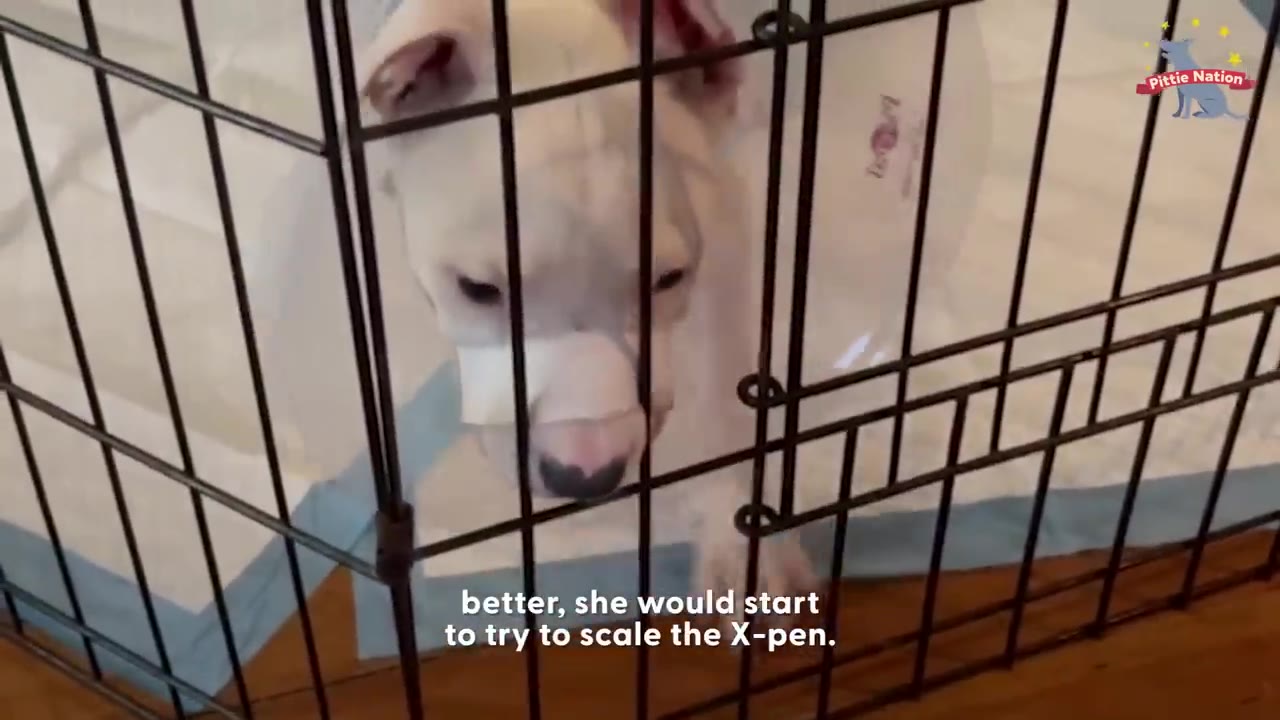 A white dog wearing a medical cone and a bandage on its snout stands inside a black metal wire X-pen.