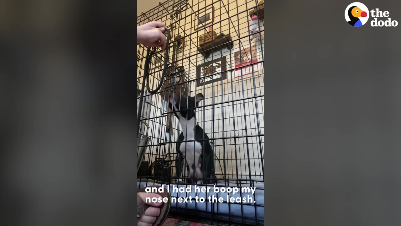 A black and white dog inside a wire crate reaches up to touch its nose near a leash held by a person's hand.