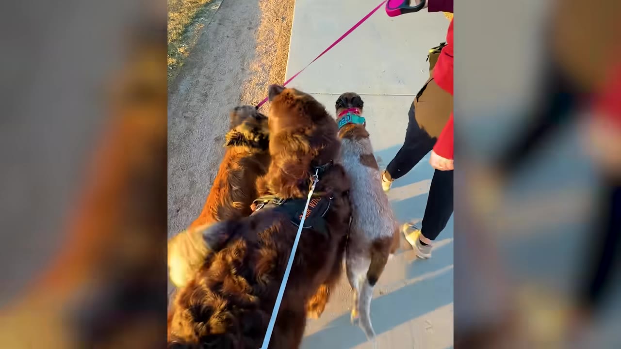 A group of dogs being walked on leashes along a paved path next to a dirt trail.