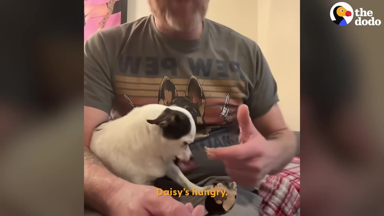 A man feeds a small black and white dog on his lap with a spoon, with the caption 'Daisy's hungry.'