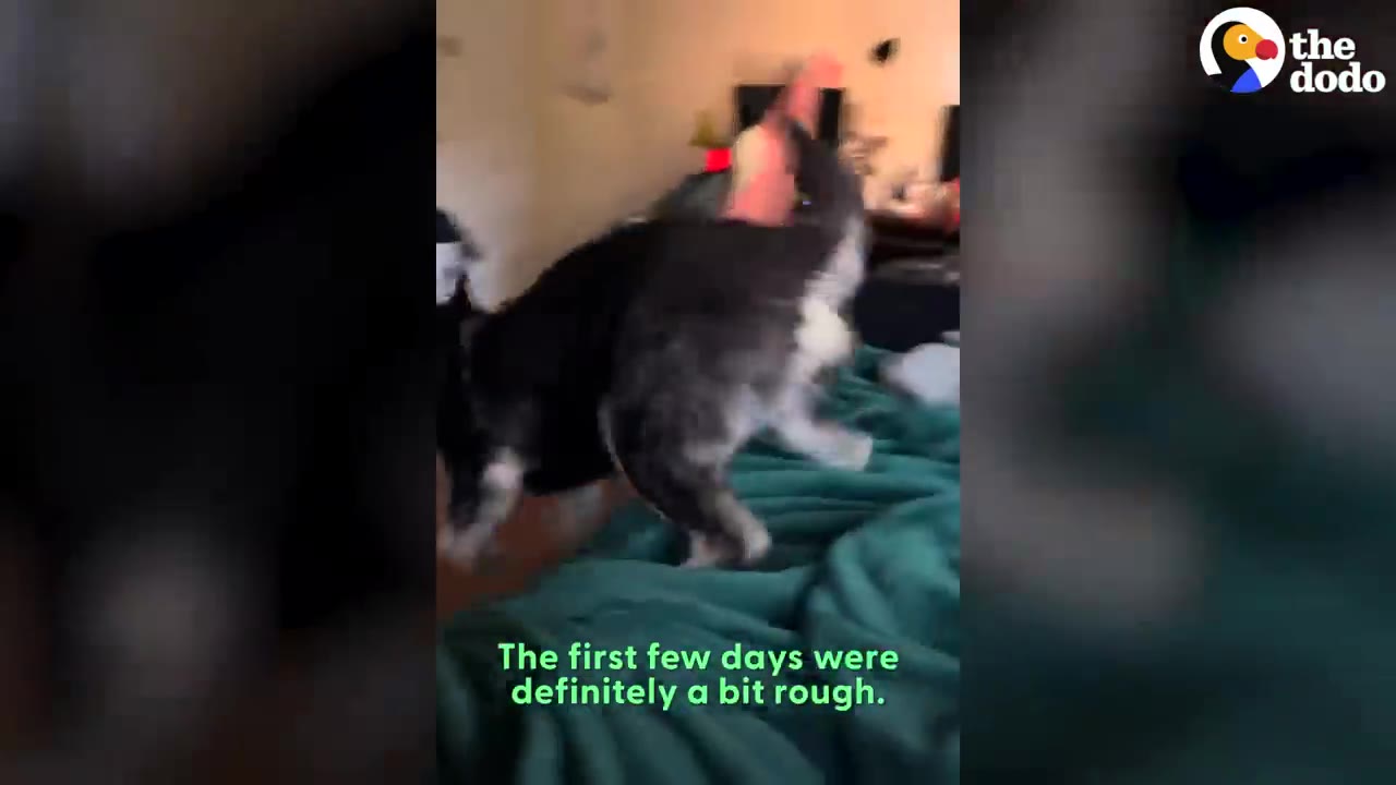 A black and grey dog jumping on a bed with a green blanket in a living room.